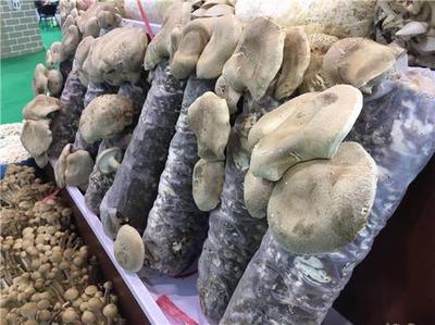 鄉(xiāng)村振興新力量 我省4人入選全國農(nóng)村創(chuàng)業(yè)創(chuàng)新優(yōu)秀帶頭人典型案例